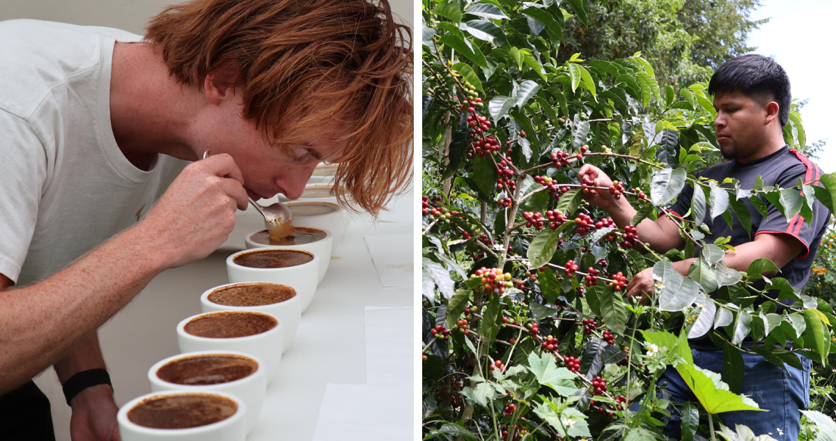 El café más caro del mundo sufre el impacto del clima: menor producción pero un sabor más intenso