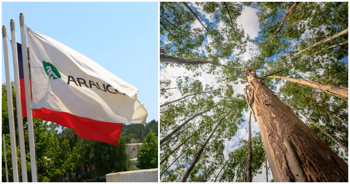 Forestal Arauco acuerda vender bosques en Valdivia por un monto que superará los US$216 millones