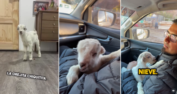 “Nieve”, el cabrito que nació bajo la nieve y que fue adoptado por el alcalde de Tierra Amarilla