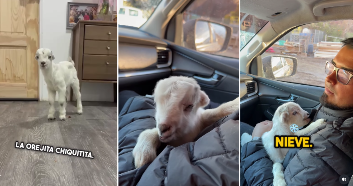 “Nieve”, el cabrito que nació bajo la nieve y que fue adoptado por el alcalde de Tierra Amarilla