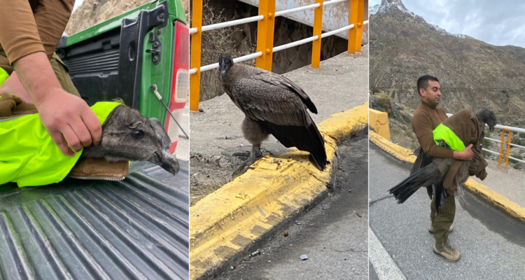VIDEOS | Carabinero rescata a cóndor herido hallado a un costado de Ruta Los Libertadores en Los Andes