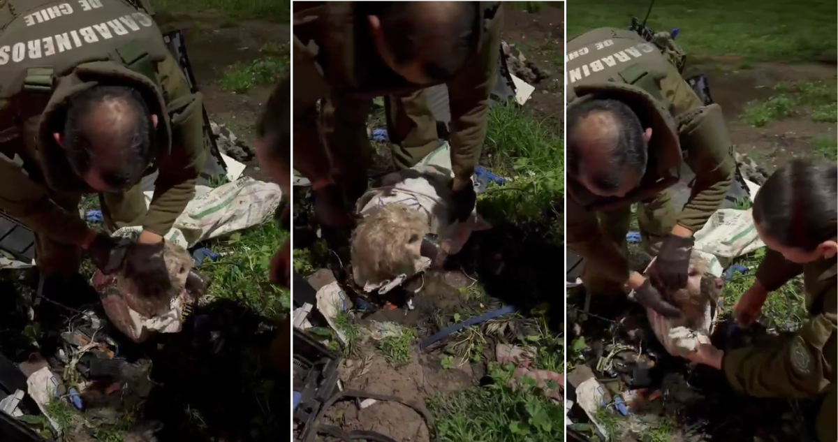 Estaba dentro de un saco y amarrado: rescatan a perro tras brutal caso de maltrato animal en Curicó