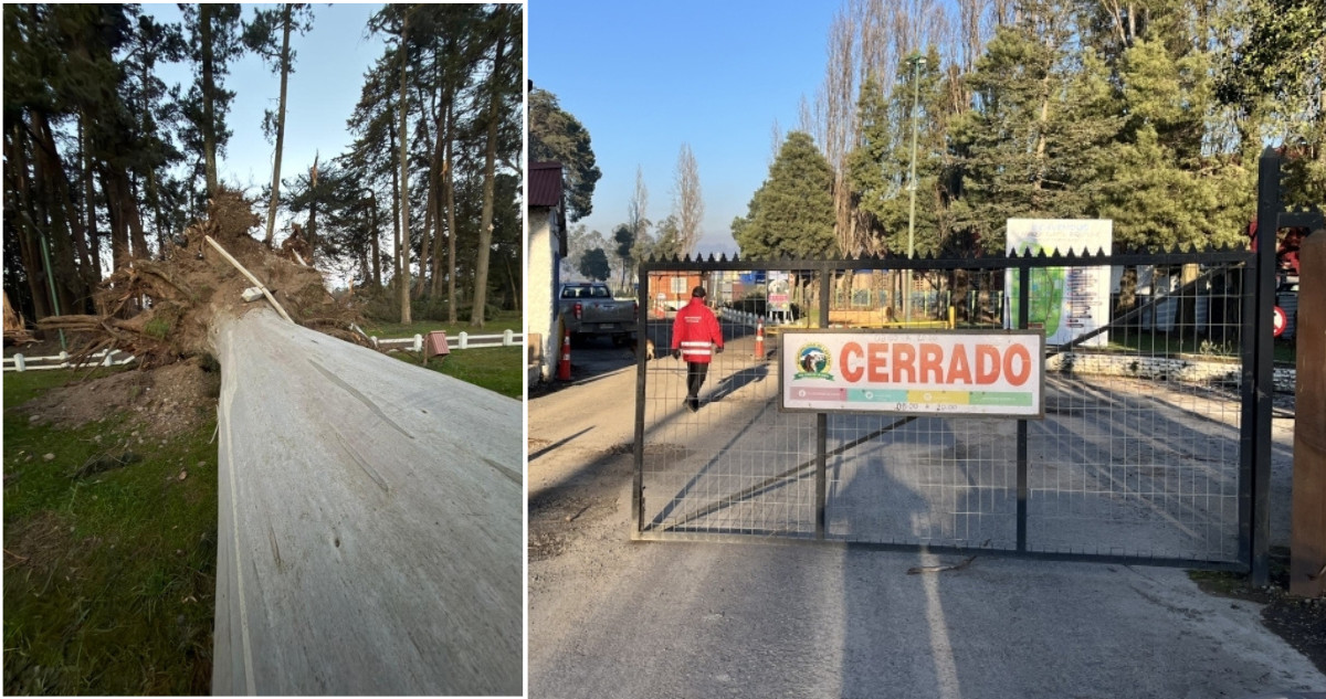 Cierran parque Isabel Riquelme de Lautaro tras caída de cerca de 50 árboles tras temporal de viento