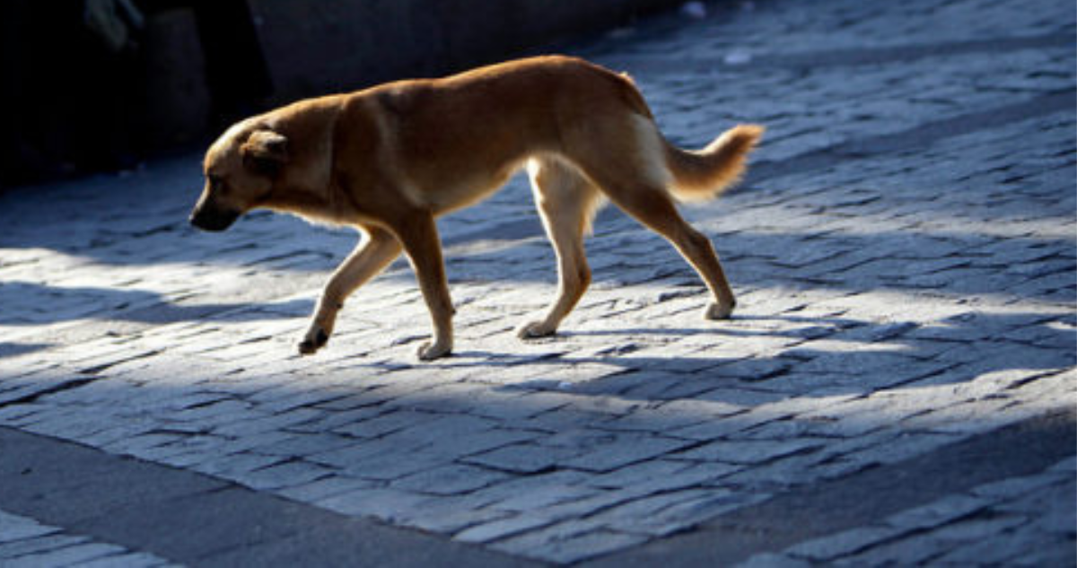 Municipio de Pucón denuncia en Fiscalía brutal ataque de perro en canil comunal: fue apuñalado