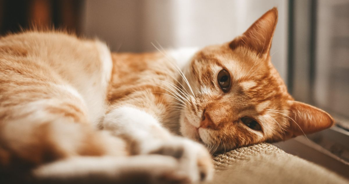 Los gatos expresan amor a su manera