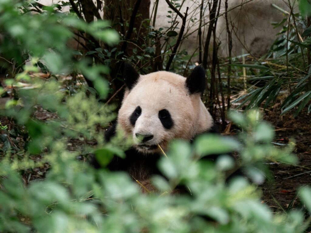 Foto de un panda gigante