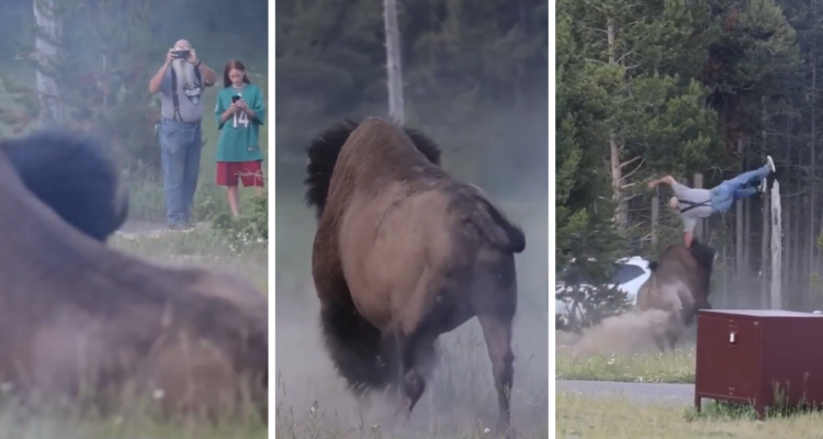 Hombre fue embestido por bisonte tras sacarle una foto en Yellowstone