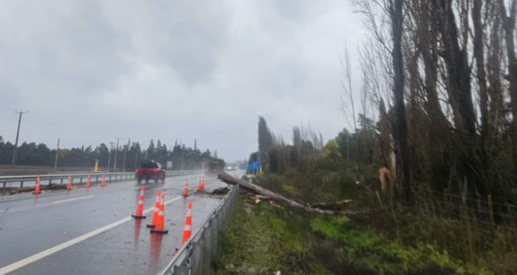 Hombre muere tras caída de árbol mientras despejaba ruta por sistema frontal en Negrete