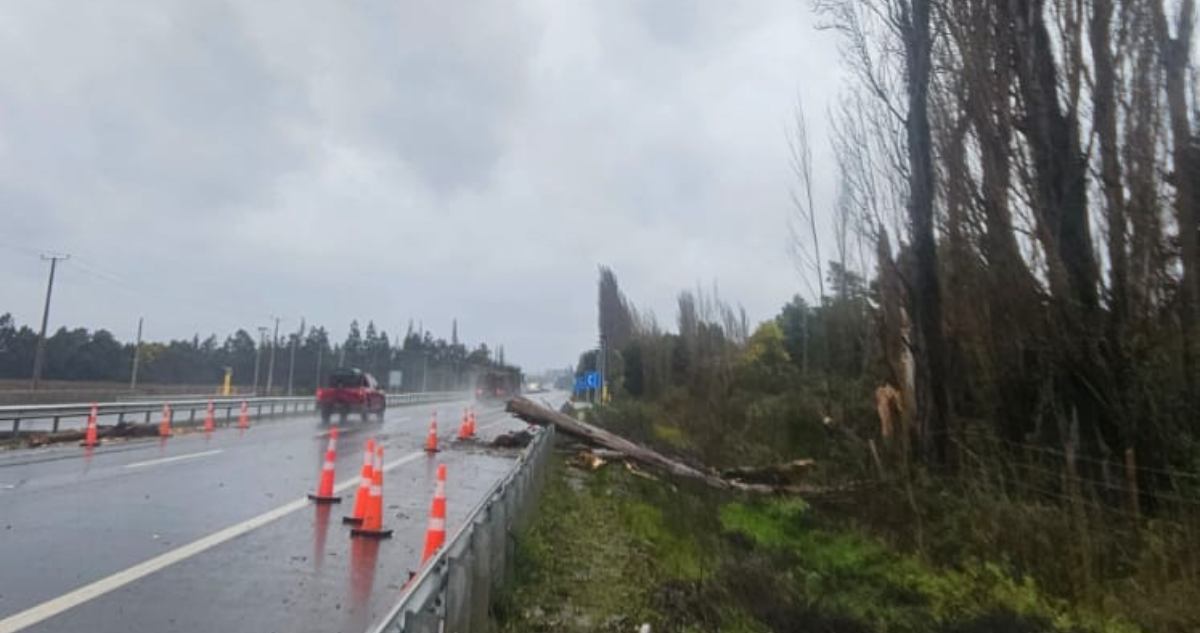 Hombre muere tras caída de árbol mientras despejaba ruta por sistema frontal en Negrete