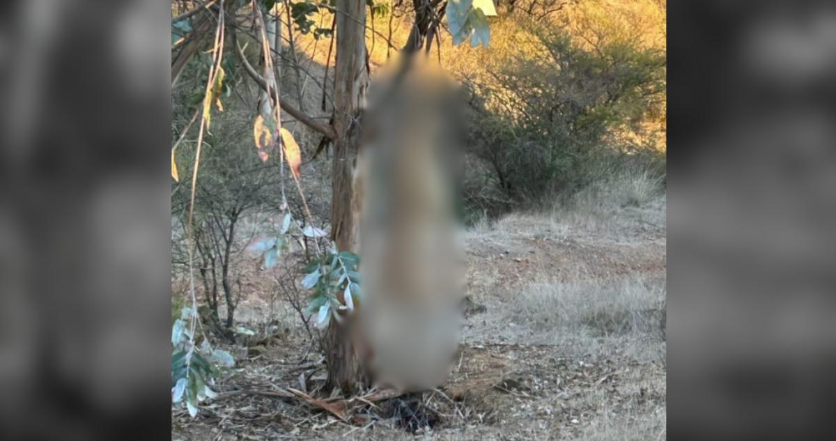 Hallan a perro galgo ahorcado en árbol: el brutal caso de maltrato animal registrado en Marchigüe