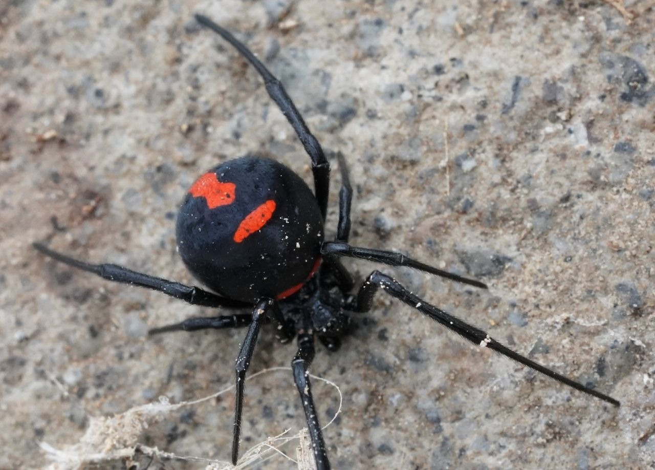 Arañana viuda negra Chile.