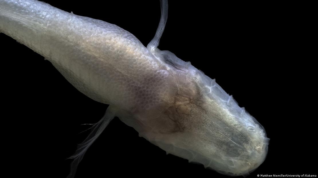 Desconocido pez es bautizado como "Demogorgon": una de las "especies más escasas del planeta"