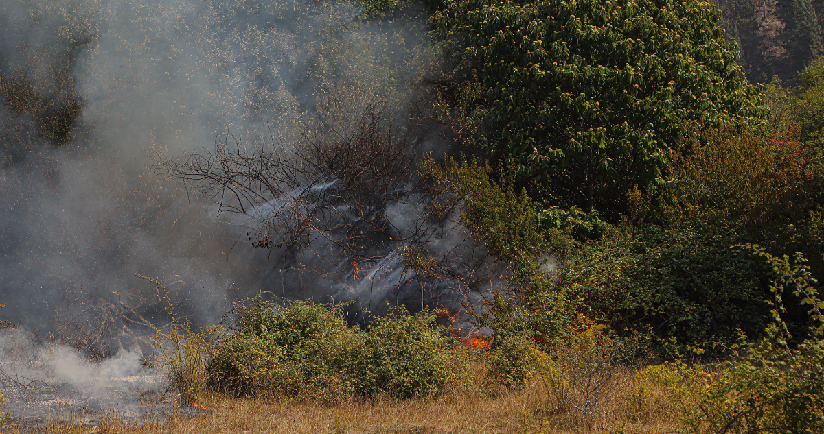 Chiguayante: vecinos de Lonco denuncian riesgo de incendios forestales y apuntan a dueños de terrenos