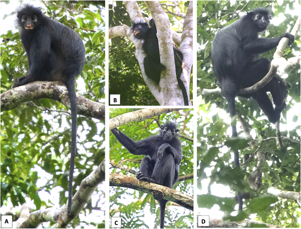 Nueva especie de monos