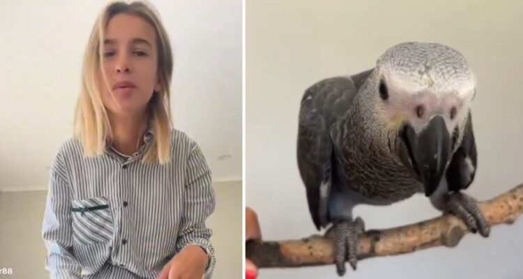Loro exótico de $2 millones: Video muestra a Josefa Sáez pidiendo cortarle las alas para que no vuele