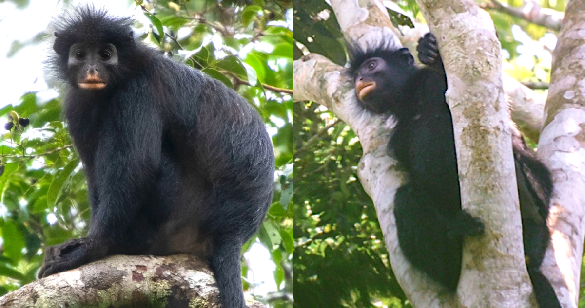 Fotos de la nueva especie de mono