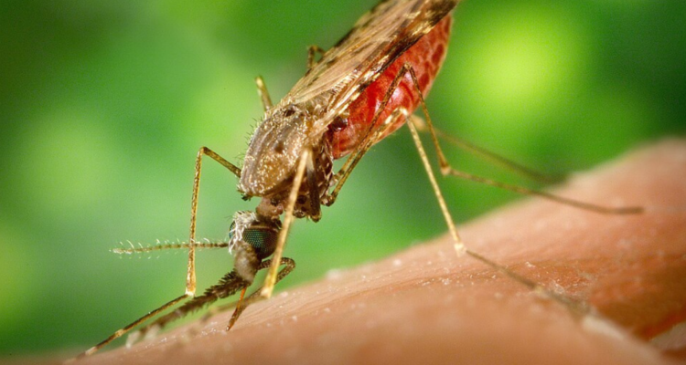 Mosquito malaria