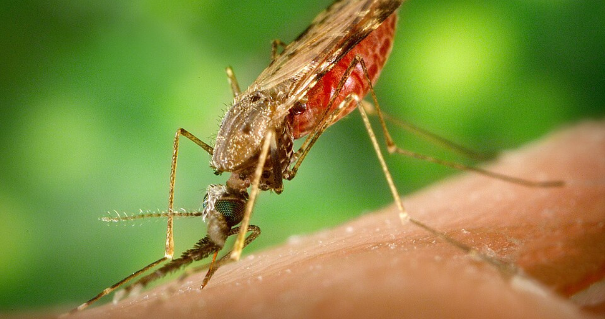 Mosquito malaria