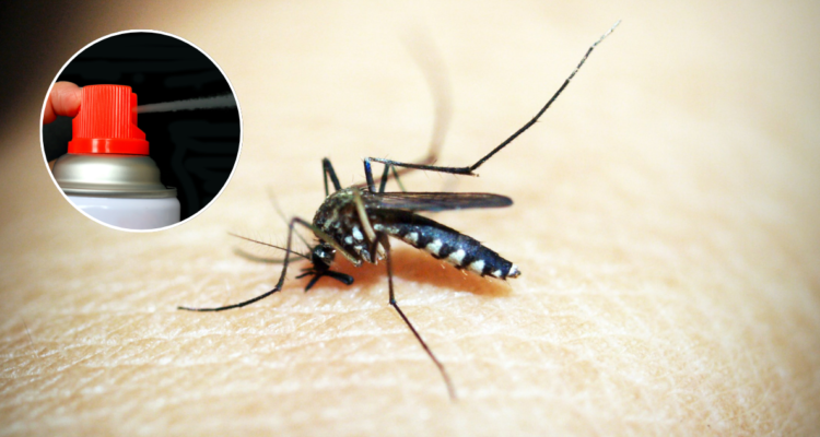 mosquitos resistentes a insecticidas
