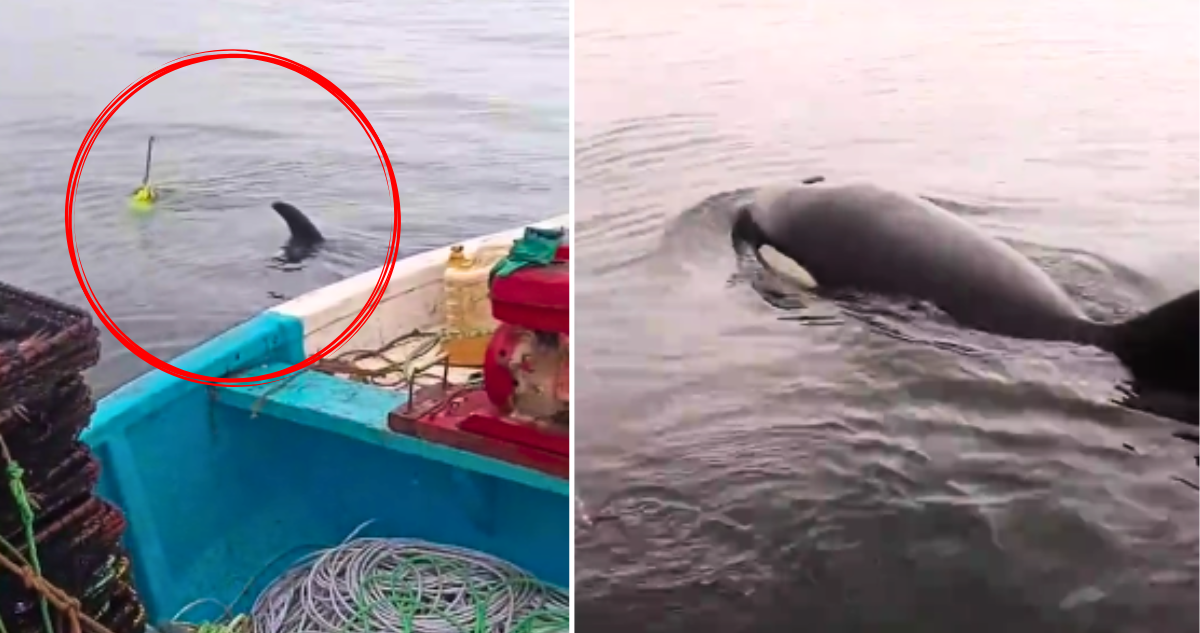 Orcas piden ayuda a pescadores en el Biobío