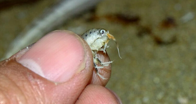 Foto de la especie de pulgas de mar Orchestoidea tuberculata