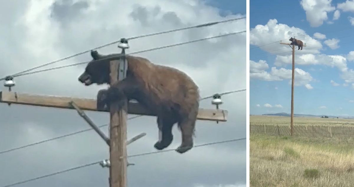 Video de oso arriba de un poste dejó a estadounidenses boquiabiertos: Animal murió electrocutado