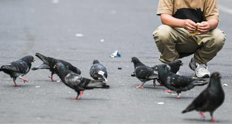Qué enfermedades pueden transmitir las palomas a humanos: Concepción multará a quienes las alimenten