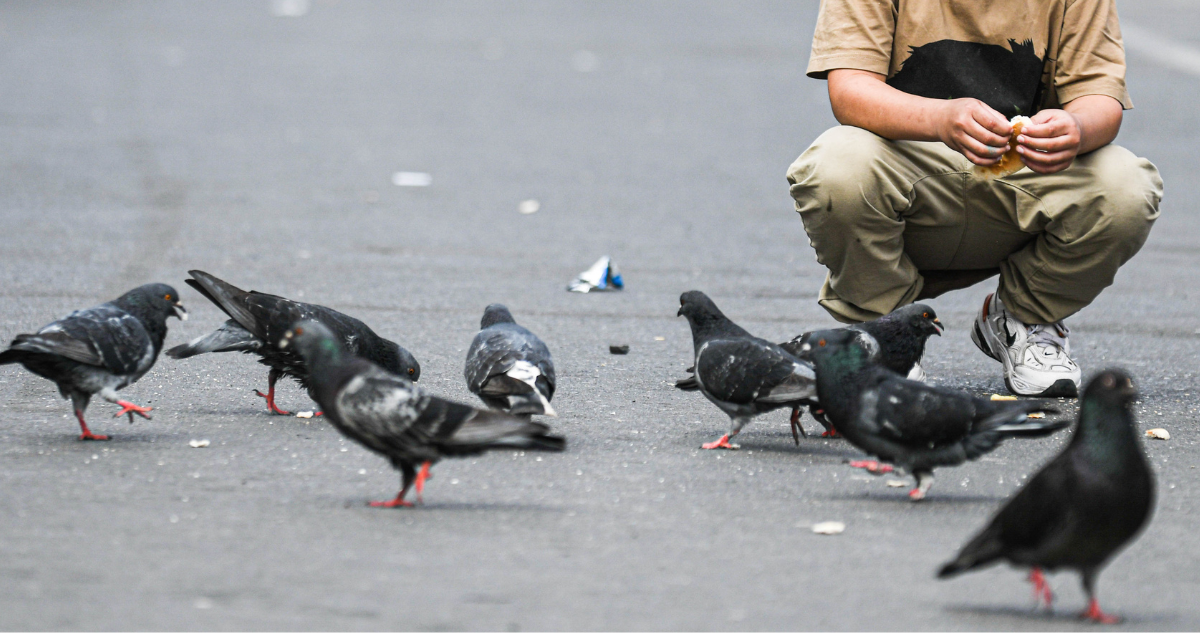 Qué enfermedades pueden transmitir las palomas a humanos: Concepción multará a quienes las alimenten