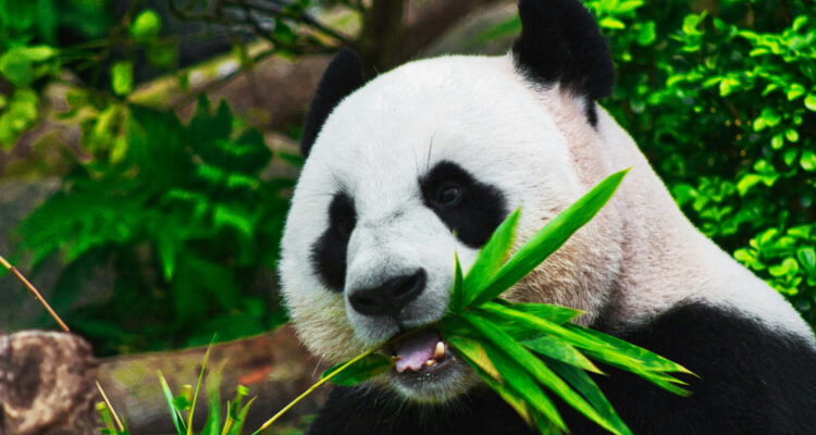 Foto de un panda gigante