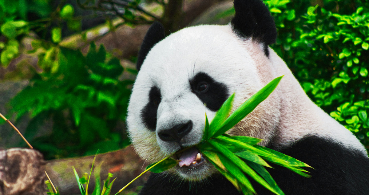 Foto de un panda gigante