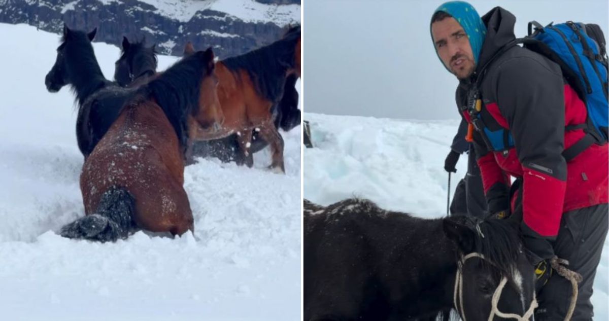 Pangal rescató a caballos atrapados y sin comida por más de 10 días en la nieve del Cajón del Maipo
