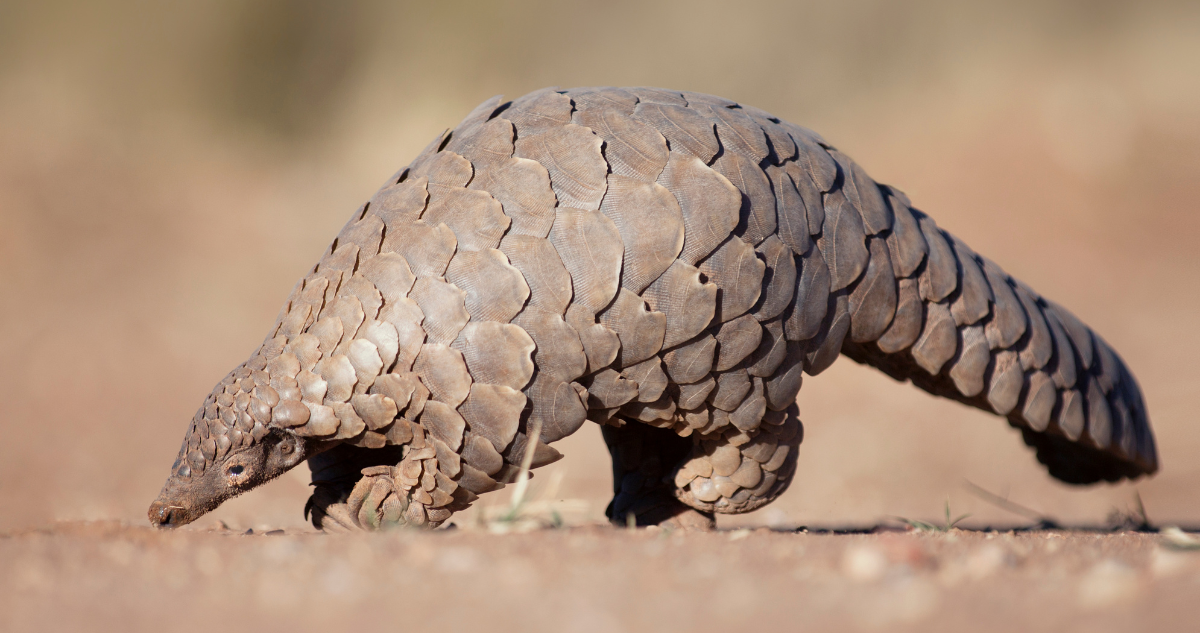 Pangolín