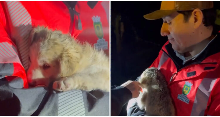 "Se va a nuestra casa": alcalde de Quillón adopta a cachorro abandonado en medio de temporal
