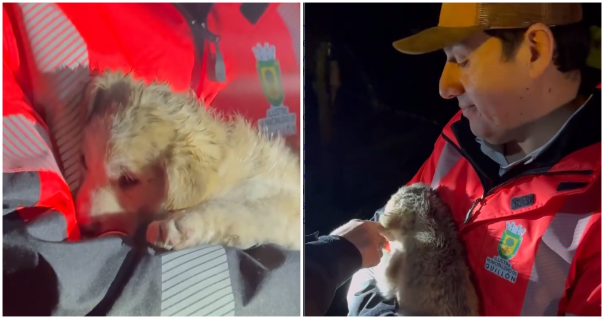 Alcalde de Quillón adopta cachorro rescatado en temporal