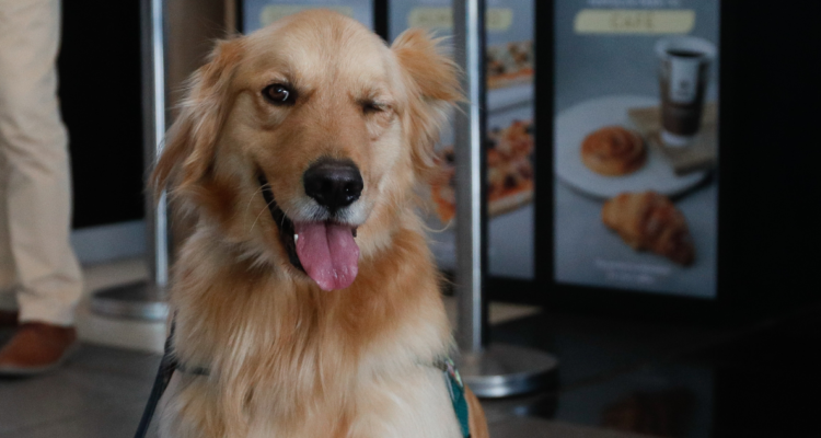 SAG entrega detalles sobre nuevos requisitos zoosanitarios para ingreso de perros y gatos a Chile