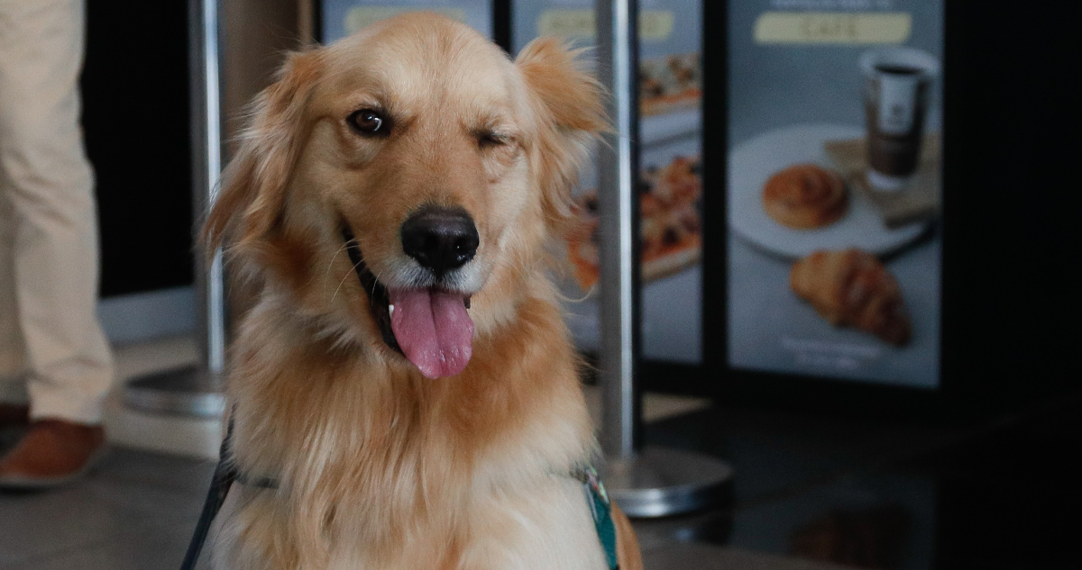 SAG entrega detalles sobre nuevos requisitos zoosanitarios para ingreso de perros y gatos a Chile