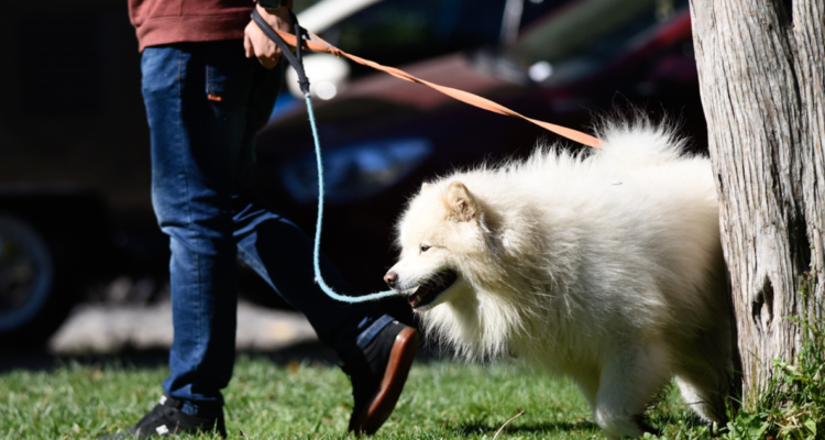 ¿Cómo saber si mi perro tiene sobrepeso? Las señales a las que debes prestar atención, según experta