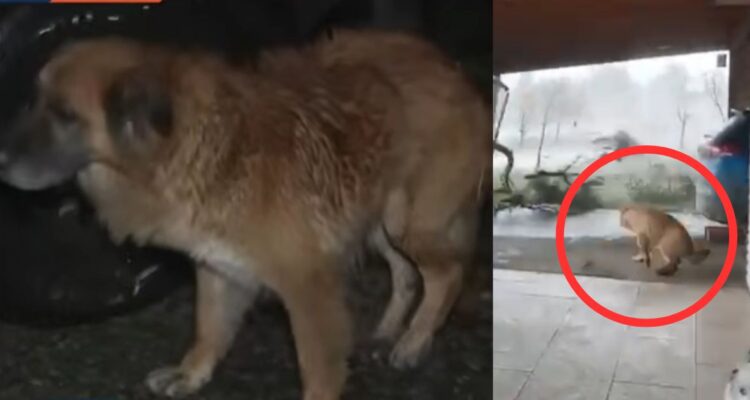 Perrita fue arrastrada “200 metros” por fuerte tornado en Ñuble: Dueño recibió lluvia de críticas