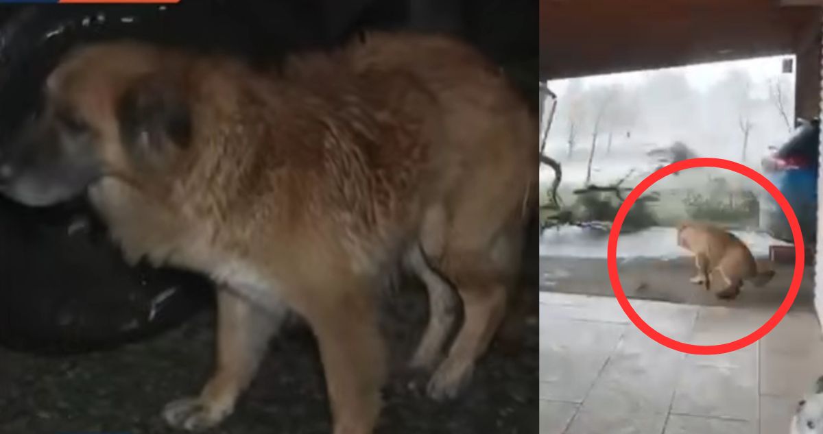 Perrita fue arrastrada “200 metros” por fuerte tornado en Ñuble: Dueño recibió lluvia de críticas