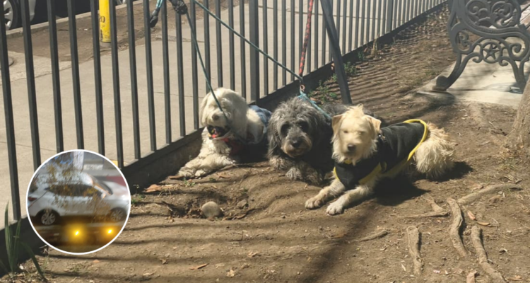 Misterioso hallazgo en Santiago: encuentran auto abandonado con tres perros y sin rastros de su dueño