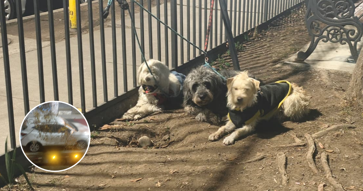 Misterioso hallazgo en Santiago: encuentran auto abandonado con tres perros y sin rastros de su dueño