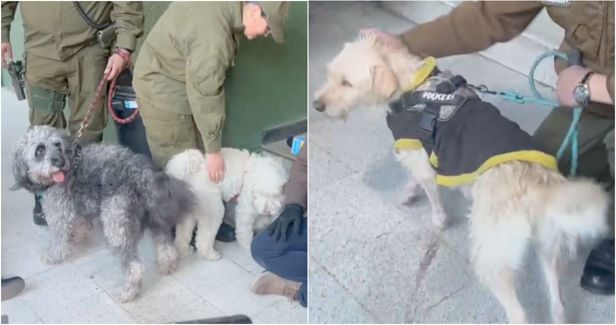 Crece misterio por auto con perros abandonados tras hallazgo de alcohol y denuncia por desaparición