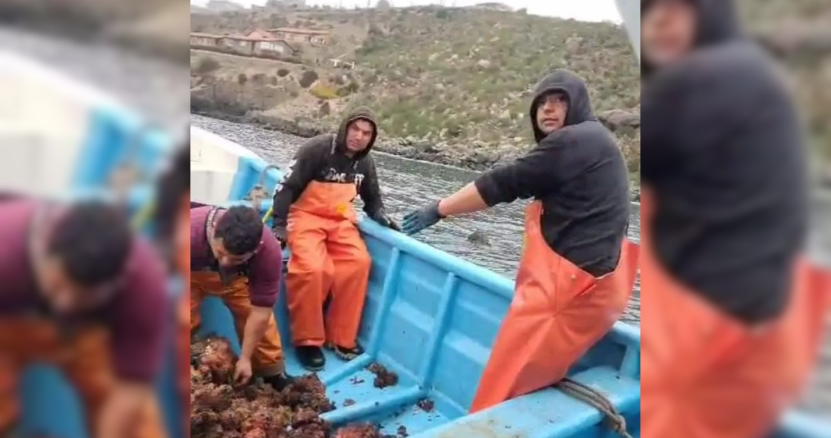 Pescadores de Coquimbo pierden toda su producción de piure tras temporal: pérdidas de $200 millones