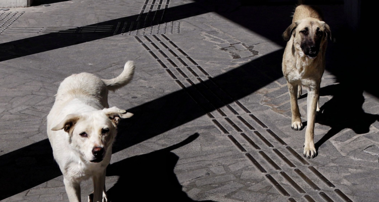 Perritos sin hogar serán resguardados para protegerlos durante sistema frontal en La Serena