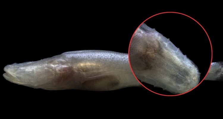 Desconocido pez es bautizado como “Demogorgon”: una de las “especies más escasas del planeta”