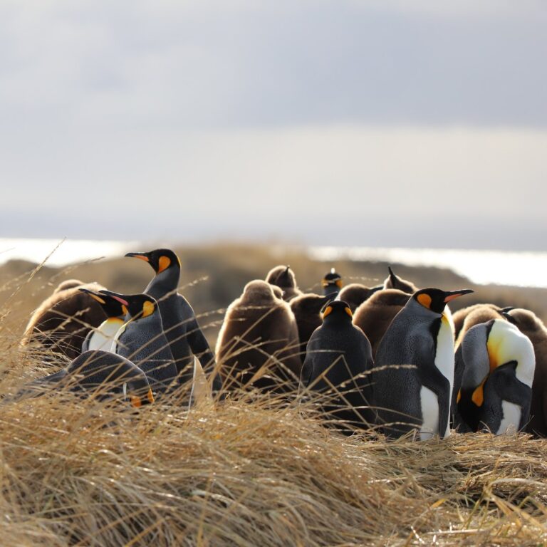 Reserva Natural Pinguino Rey 