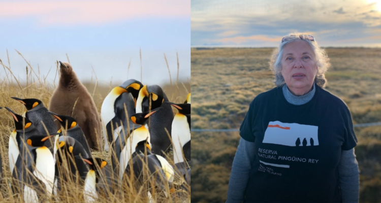 Reserva Natural Pinguino Rey 
