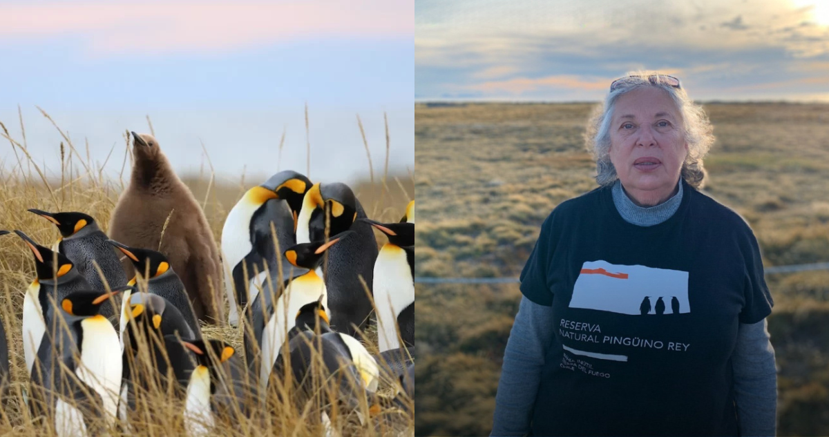 Reserva Natural Pinguino Rey 