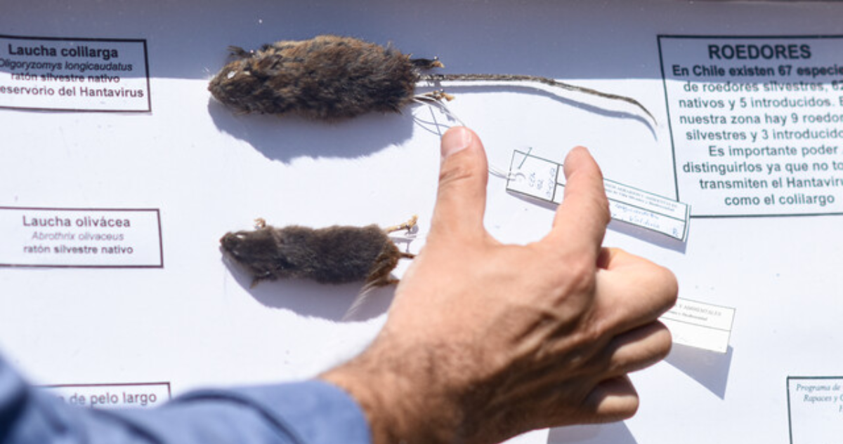 Las razones por las que el Minsal declaró alerta sanitaria por hantavirus: ya no afecta solo en verano