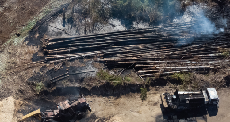 Foto de archivo de ataque incendiario a forestal.